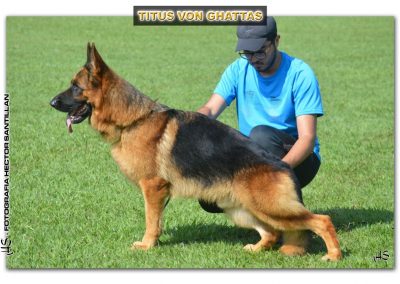 Titus Von Ghatas reprodutor do Canil Vullkanum especialziado na raça de cães pastor alemão