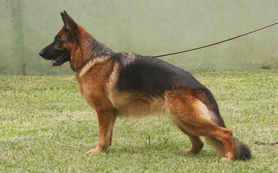 Quimera Von BR Vullkanun