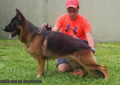 GORAN VON BR VULLKANUN 2021 cão da raça pastor alemão