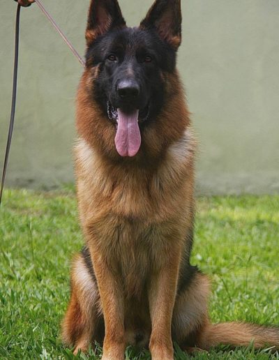 GORAN VON BR VULLKANUN 2021 cão da raça pastor alemão