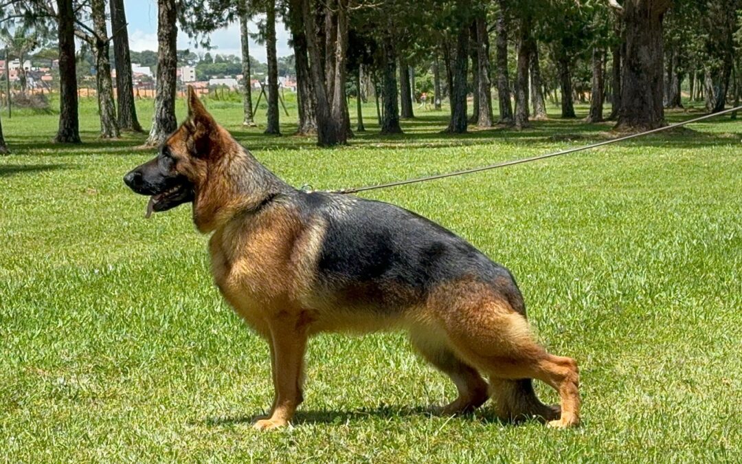 ALMA VON BR VULLKANUN