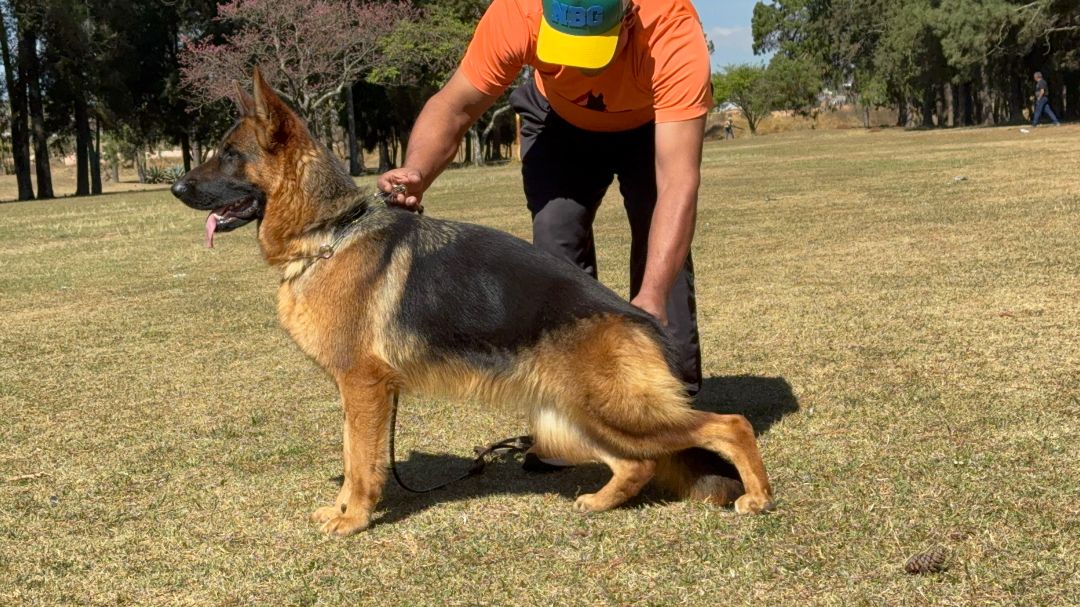 macho de pastor alemão à venda Niko Von BR Vullkanun