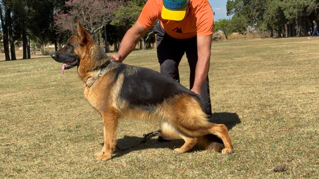 macho de pastor alemão à venda Niko Von BR Vullkanun