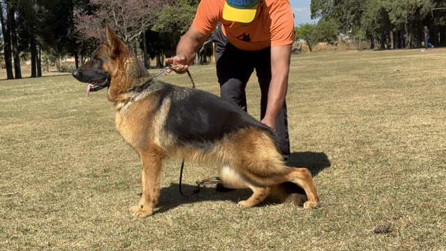 macho de pastor alemão à venda Niko Von BR Vullkanun