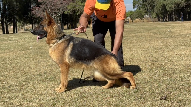 macho de pastor alemão à venda Niko Von BR Vullkanun